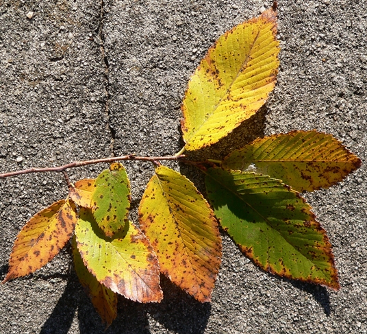 {Ulmus serotina}